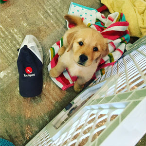 Lola the Golden Retriever Puppy width=